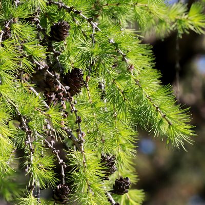 Larix laricina, photographed by Carol Ann Vermeer