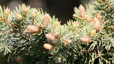 Picea pungens, photographed by Carol Ann Vermeer