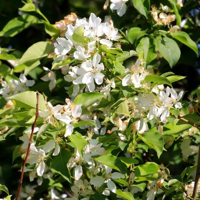 Amelanchier alnifolia, photographed by Carol Ann Vermeer