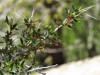 Cercocarpus ledifolius, photographed by Annika Lindqvist