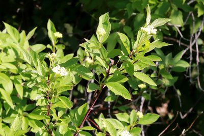 Cornus sericea, photographed by Carol Ann Vermeer