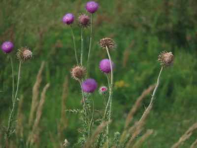 Carduus nutans, photographed by Eric Schmidt