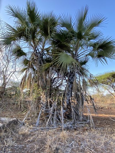 Hyphaene compressa, photographed by Joan Willson