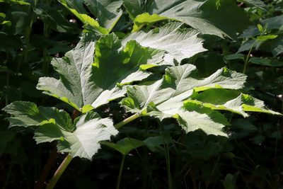 Heracleum maximum, photographed by Carol Ann Vermeer
