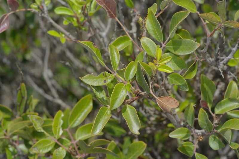 Rhus virens, photographed by Michelle W. （鍾偉瑋）