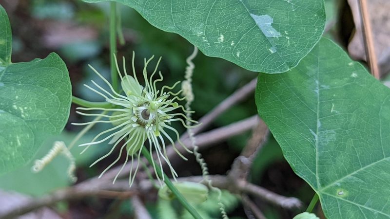 Passiflora lutea, photographed by Joseph Aubert