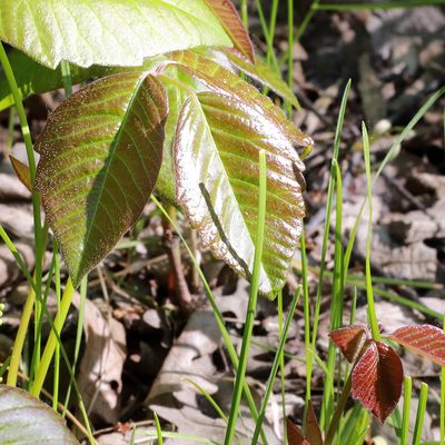 Toxicodendron rydbergii, photographed by Carol Ann Vermeer