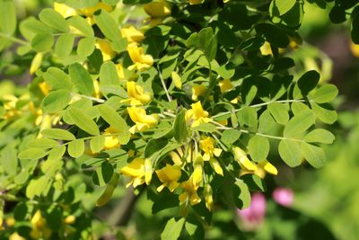 Caragana arborescens, photographed by Carol Ann Vermeer