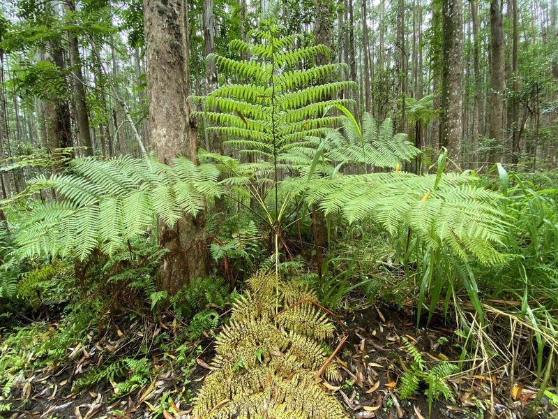 Sphaeropteris cooperi, photographed by Lexi Amico