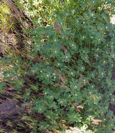 Acmispon denticulatus, photographed by machaut2