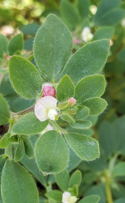 Acmispon denticulatus, photographed by machaut2