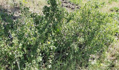Ribes cereum