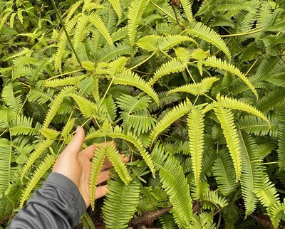 Dicranopteris linearis, photographed by Lexi Amico