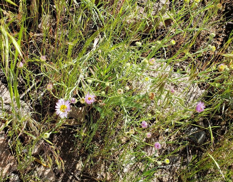 Erigeron filifolius, photographed by machaut2