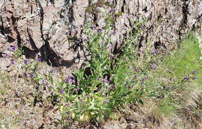 Anchusa officinalis, photographed by machaut2