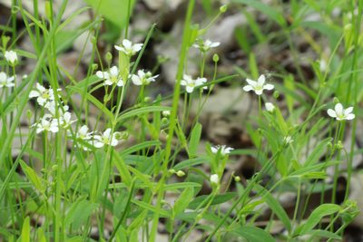 Moehringia lateriflora, photographed by Carol Ann Vermeer