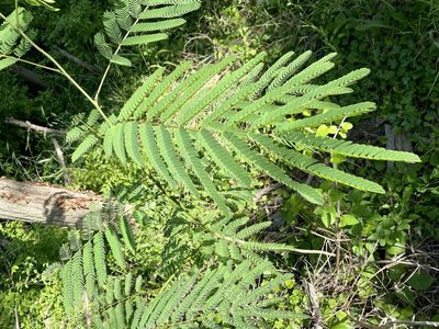 Albizia julibrissin, photographed by Emily Summerbell