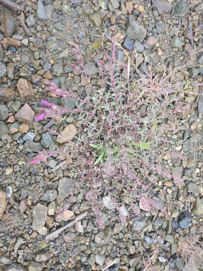 Penstemon purpusii, photographed by Drew Meyer