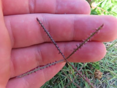 Cynodon dactylon