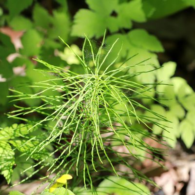Equisetum pratense, photographed by Carol Ann Vermeer