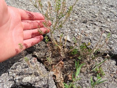 Lepidium densiflorum, photographed by Eric Schmidt