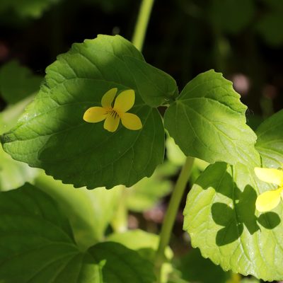 Viola pubescens, photographed by Carol Ann Vermeer