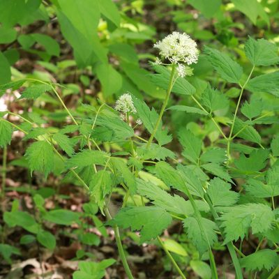 Actaea rubra, photographed by Carol Ann Vermeer