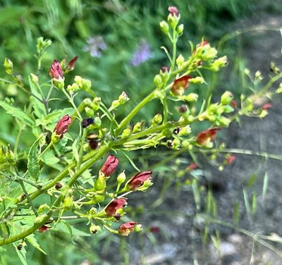 Scrophularia californica, photographed by Chuck Wilson