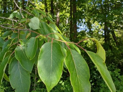 Diospyros virginiana, photographed by stephen