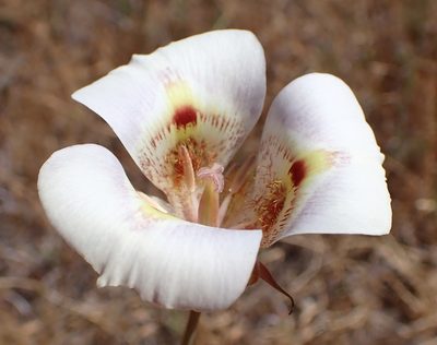 Calochortus argillosus, photographed by Cricket Raspet