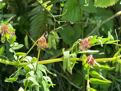 Vicia ramosissima, photographed by Chuck Wilson