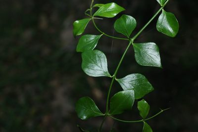 Carissa spinarum
