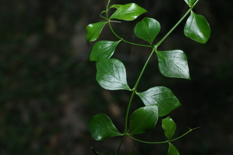 Carissa spinarum, photographed by Greg Tasney