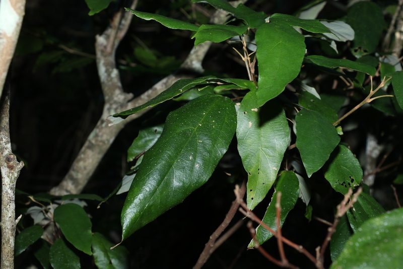 Mallotus philippensis, photographed by Greg Tasney
