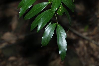 Cryptocarya laevigata, photographed by Greg Tasney