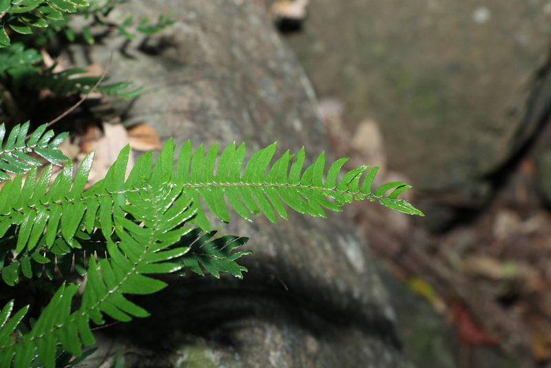 Pellaea nana, photographed by Greg Tasney