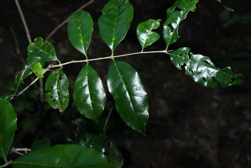 Olea paniculata, photographed by Greg Tasney