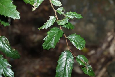Aphananthe philippinensis