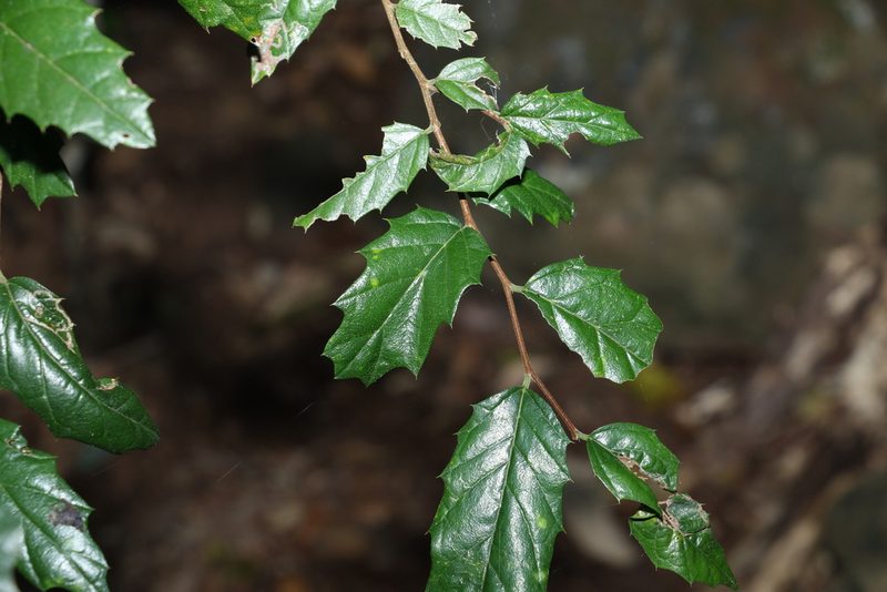 Aphananthe philippinensis, photographed by Greg Tasney