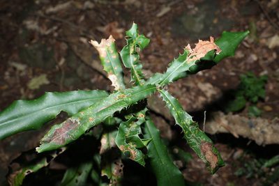Macadamia tetraphylla, photographed by Greg Tasney
