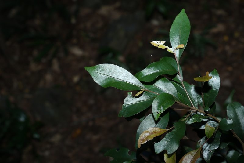 Elaeocarpus obovatus, photographed by Greg Tasney