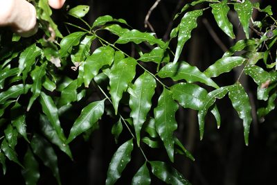 Lepiderema pulchella, photographed by Greg Tasney