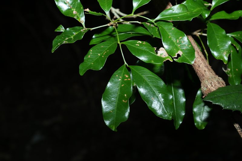 Toechima tenax, photographed by Greg Tasney