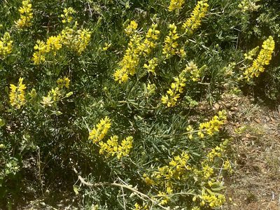 Lupinus arboreus, photographed by Chuck Wilson