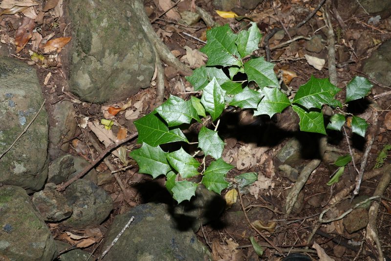 Alchornea ilicifolia, photographed by Greg Tasney
