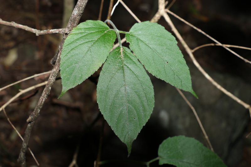 Cayratia acris, photographed by Greg Tasney