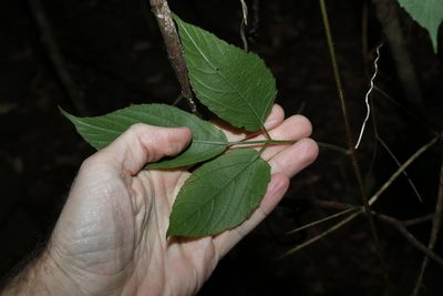 Cayratia acris, photographed by Greg Tasney