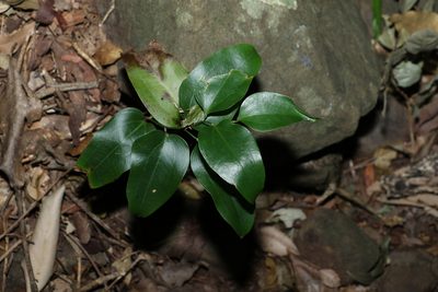 Smilax australis, photographed by Greg Tasney
