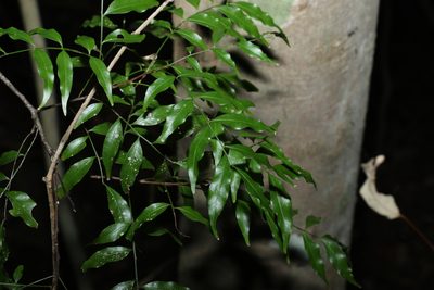 Lepiderema pulchella, photographed by Greg Tasney