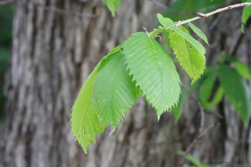 Ulmus americana, photographed by Carol Ann Vermeer